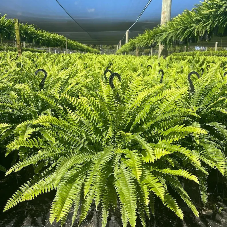 🌿So real, you’ll try to water it☀️ Sun won’t fade it, rain won’t ruin it – outdoor‑ready artificial fern!   🛡️
