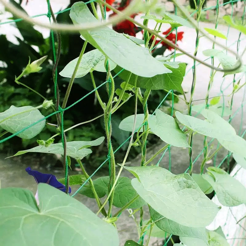 Say goodbye to broken branches. The ultra-strong netting for your vegetables. 💪🥒--Plant Climbing Net