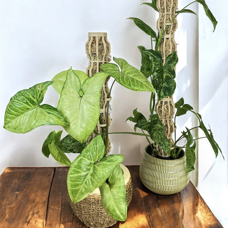 🌿 Simulated Tree Shape Plant Support Stake – Elegant Vertical Growth & Sturdy Support! 🪴✨
